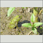 Bild 6 zum Bildarchiv Amphibien