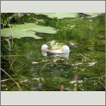 Bild 25 zum Bildarchiv Amphibien