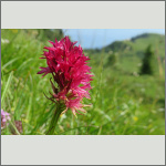 Bild 4 zum Bildarchiv Bl&uuml;ten Orchideen