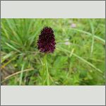 Bild 1 zum Bildarchiv Bl&uuml;ten Orchideen