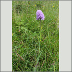 Bild 2 zum Bildarchiv Bl&uuml;ten Orchideen
