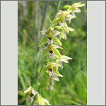 Bild 3 zum Bildarchiv Bl&uuml;ten Orchideen