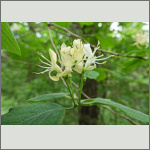 Bild 2 zum Bildarchiv Bl&uuml;ten Geh&ouml;lze