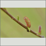 Bild 1 zum Bildarchiv Bl&uuml;ten Geh&ouml;lze