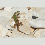 Bild 17 zum Bildarchiv Reptilien