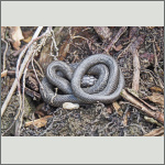 Bild 14 zum Bildarchiv Reptilien