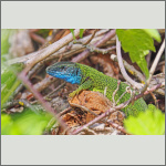 Bild 11 zum Bildarchiv Reptilien