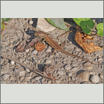 Bild 13 zum Bildarchiv Reptilien