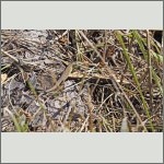 Bild 15 zum Bildarchiv Reptilien