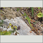 Bild 12 zum Bildarchiv Reptilien