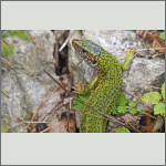 Bild 16 zum Bildarchiv Reptilien