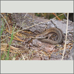 Bild 1 zum Bildarchiv Reptilien