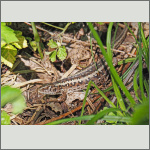 Bild 7 zum Bildarchiv Reptilien