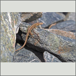 Bild 2 zum Bildarchiv Reptilien