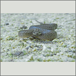 Bild 5 zum Bildarchiv Reptilien
