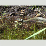 Bild 8 zum Bildarchiv Reptilien