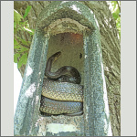 Bild 3 zum Bildarchiv Reptilien