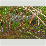 Bild 3 zum Bildarchiv Gro&szlig;libellen