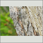 Bild 6 zum Bildarchiv Gro&szlig;libellen