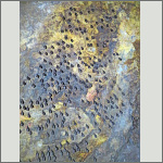 Bild 8 zum Bildarchiv Flederm&auml;use
