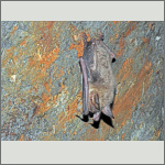 Bild 2 zum Bildarchiv Flederm&auml;use