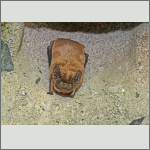 Bild 4 zum Bildarchiv Flederm&auml;use