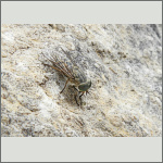 Bild 4 zum Bildarchiv Fliegen