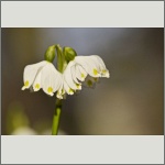 Bild 90 zum Bildarchiv Sonstige Blüten