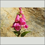 Bild 19 zum Bildarchiv Sonstige Blüten