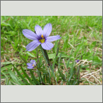Bild 5 zum Bildarchiv Sonstige Blüten