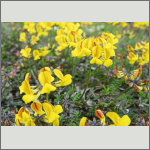 Bild 22 zum Bildarchiv Sonstige Bl&uuml;ten