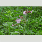Bild 21 zum Bildarchiv Sonstige Bl&uuml;ten
