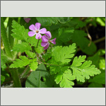Bild 16 zum Bildarchiv Sonstige Bl&uuml;ten