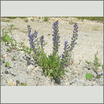 Bild 17 zum Bildarchiv Sonstige Bl&uuml;ten