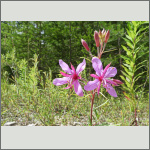 Bild 4 zum Bildarchiv Sonstige Blüten