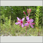 Bild 19 zum Bildarchiv Sonstige Bl&uuml;ten