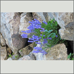 Bild 23 zum Bildarchiv Sonstige Bl&uuml;ten