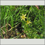 Bild 15 zum Bildarchiv Sonstige Bl&uuml;ten