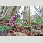 Bild 6 zum Bildarchiv Sonstige Bl&uuml;ten