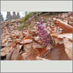 Bild 14 zum Bildarchiv Sonstige Bl&uuml;ten