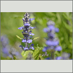 Bild 11 zum Bildarchiv Sonstige Bl&uuml;ten