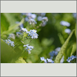 Bild 13 zum Bildarchiv Sonstige Bl&uuml;ten