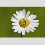 Bild 12 zum Bildarchiv Sonstige Bl&uuml;ten