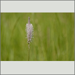Bild 9 zum Bildarchiv Sonstige Bl&uuml;ten