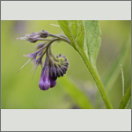 Bild 8 zum Bildarchiv Sonstige Bl&uuml;ten