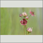 Bild 4 zum Bildarchiv Sonstige Bl&uuml;ten