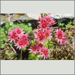 Bild 5 zum Bildarchiv Sonstige Bl&uuml;ten