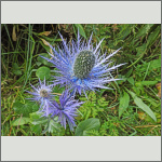 Bild 10 zum Bildarchiv Sonstige Bl&uuml;ten