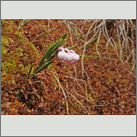 Bild 2 zum Bildarchiv Sonstige Bl&uuml;ten