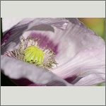 Bild 119 zum Bildarchiv Sonstige Blüten